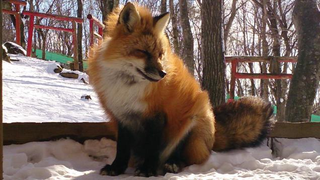 Illustration for article titled You Can Experience Fox Heaven in Japan